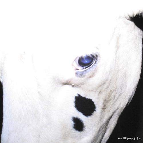 SILICA GEL - 南宮FEFERE (NamgungFEFERE) (feat. Japanese Breakfast).mp3