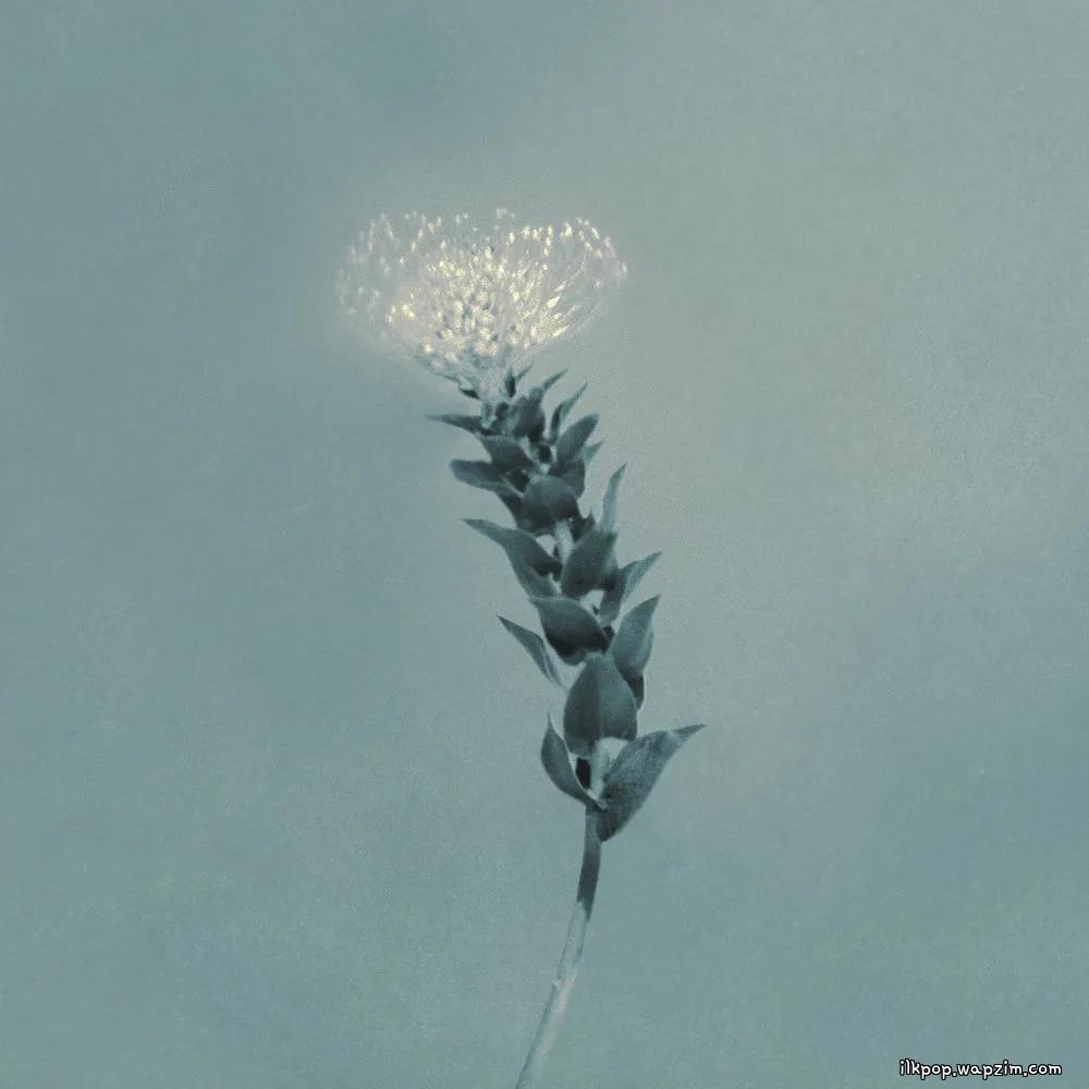 CNBLUE - 그러나 꽃이었다 (Still, a Flower).mp3