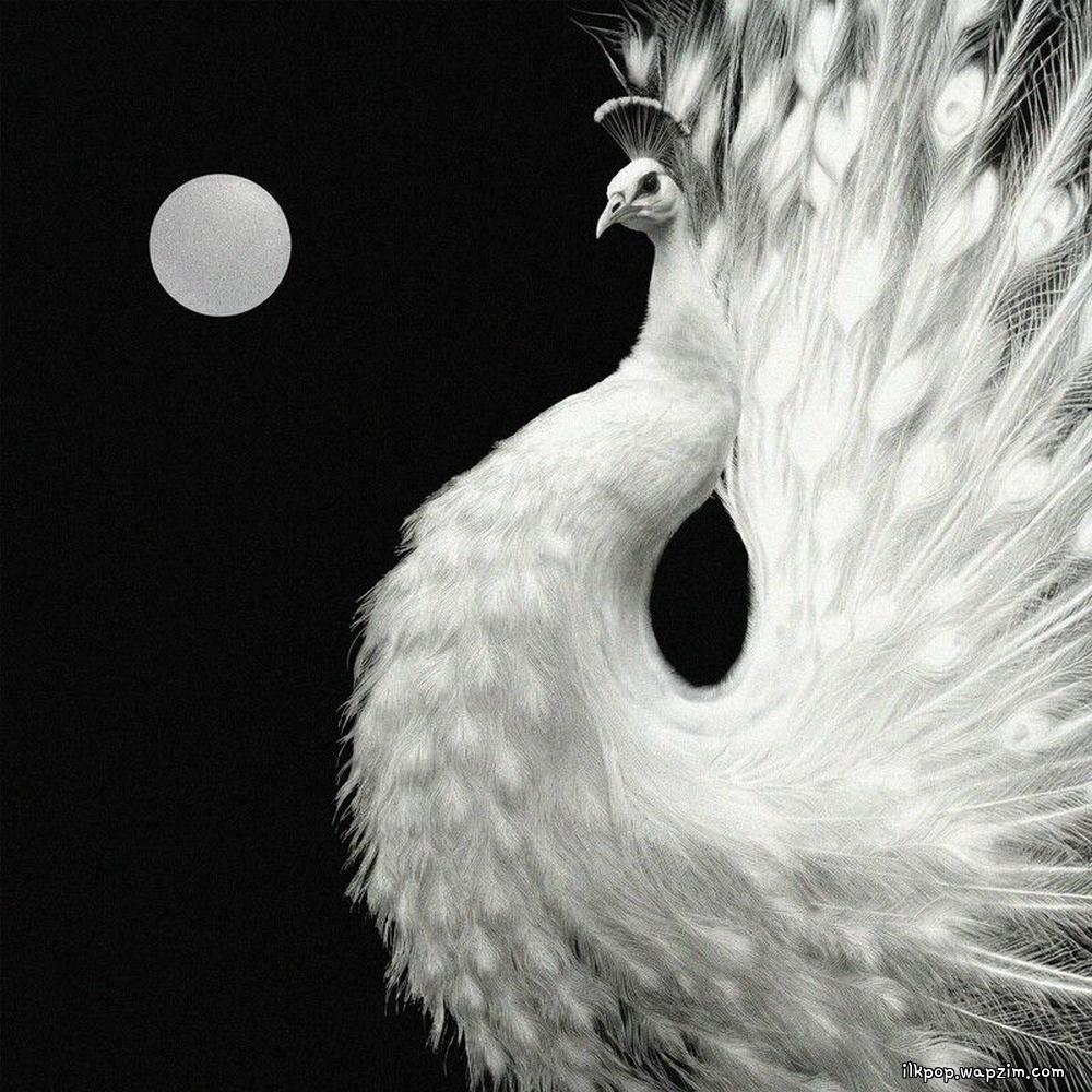 ZICO & Crush - Yin and Yang.mp3