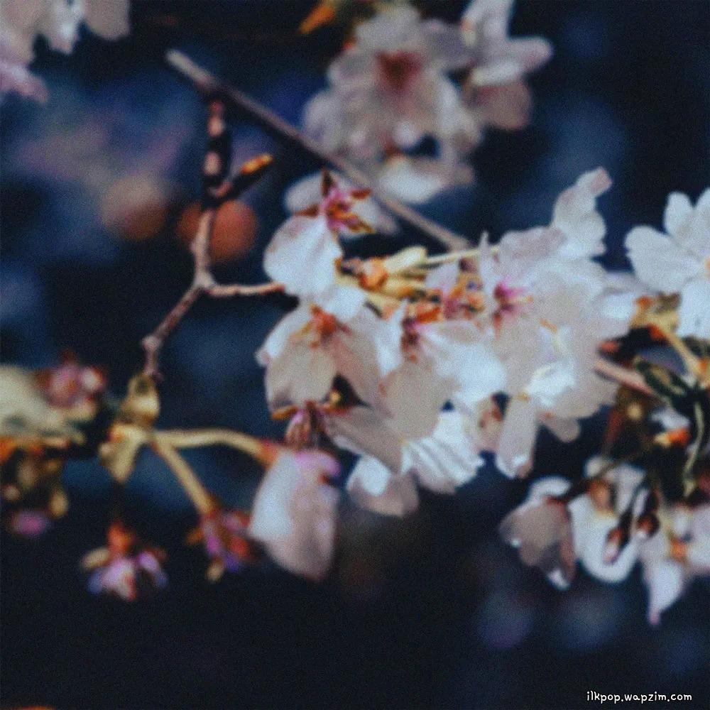 swing & CHOI - 낙화야행 落花夜行 (Night Walk Among Falling Petals).mp3
